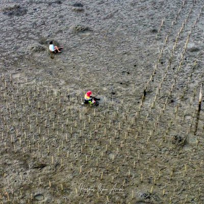 Penanaman mangrove