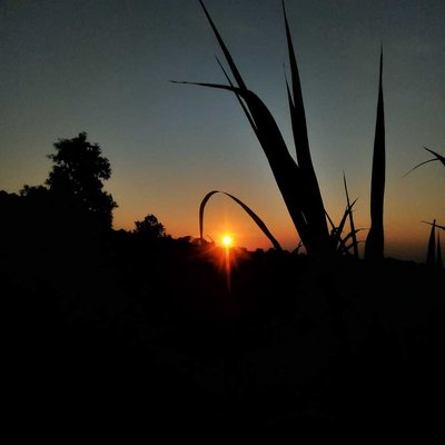Hay Pagi 