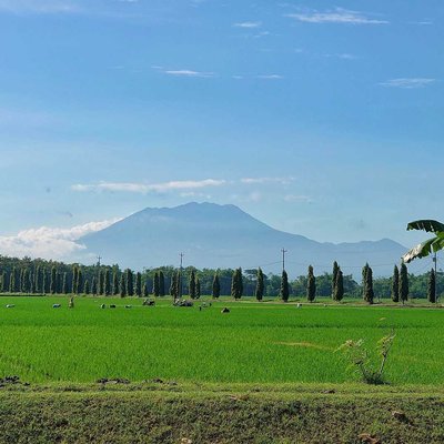 Pemandangan Sawah