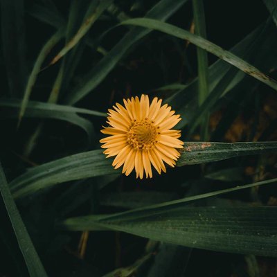 flower....