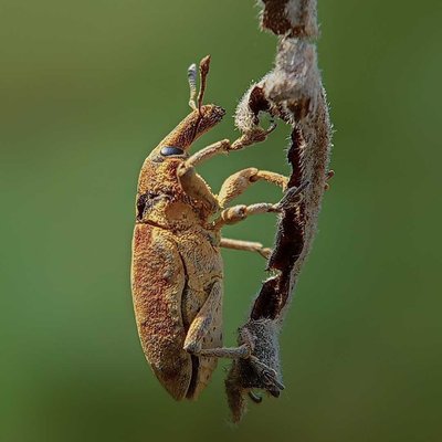 WEEVIL
