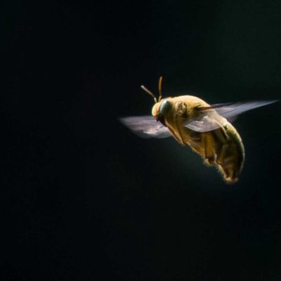 carpenter bee