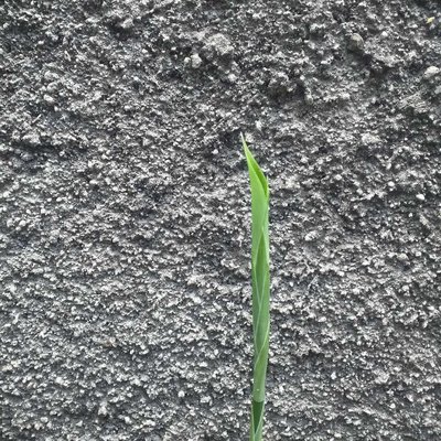 Pucuk Daun