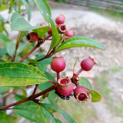 Keduduk Fruit