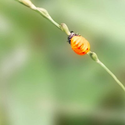 Leptinotarsa decemlineata