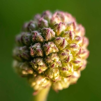 Allium vineale (Wild Garlic)