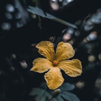 "Bitter Gourd Flowers"