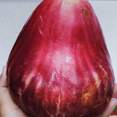 Jambu Jamaika
