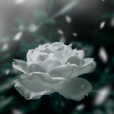 do you like white rose  🙃
