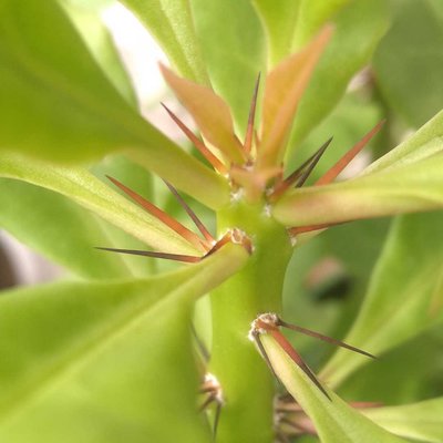 Rose Cactus plant