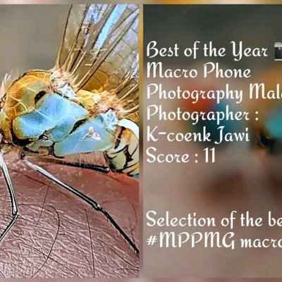 dragon fly