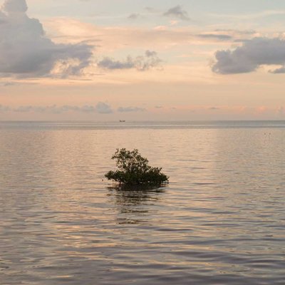 Pohon bakau yang terendam air laut