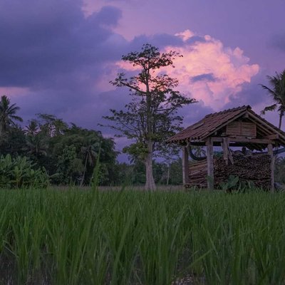 a hut in the middle of a rice field