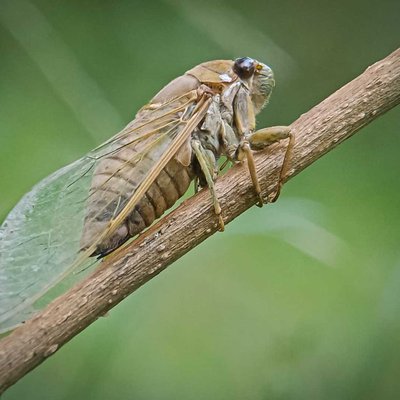 Tonggeret / Cicada