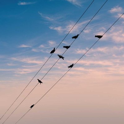 Pigeon🕊️ And Sky💙