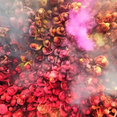 Holi