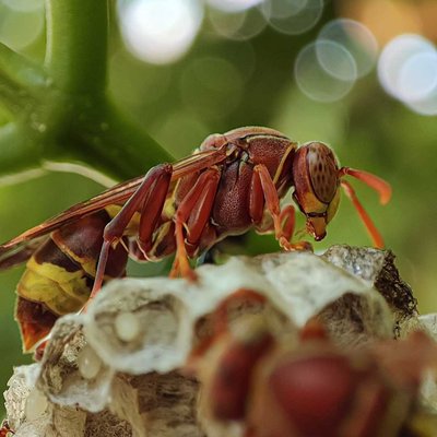 Paper Wasp