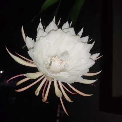 Brahma Kamal