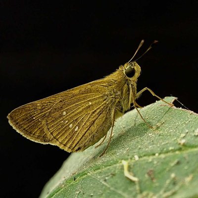 Skipper
