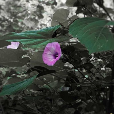 flower