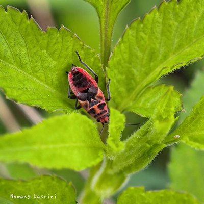 Corizus hyoscyami