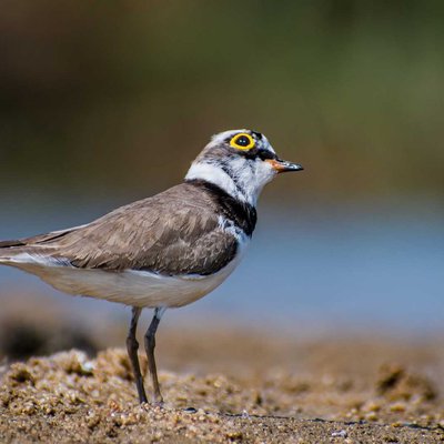Sand Bird