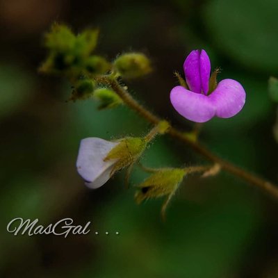 Pueraria