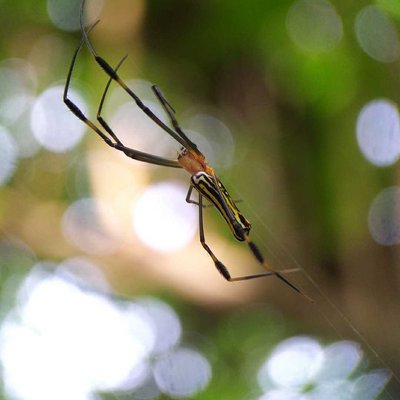 ***..." The web spinners "...***

