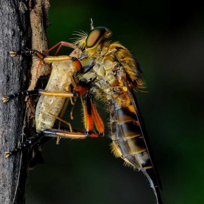 Robberfly