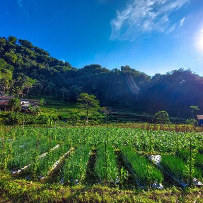 Perkebunan