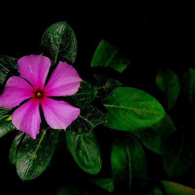Flower!