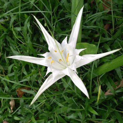 pancratium zeylanium flower
