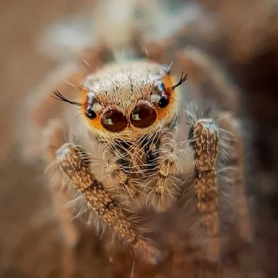 Hyllus Semicupreus Spider.