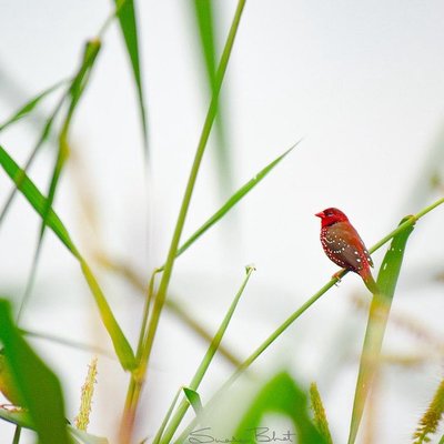 Red Munia!