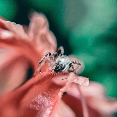 macro