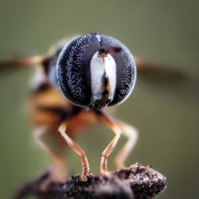 Extreme Close up of Hoverfly