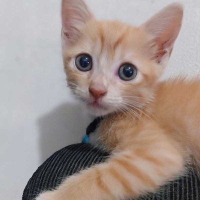 Kesayangan