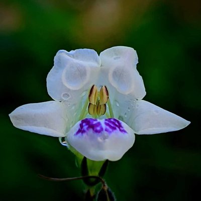 Asystasia gangetica