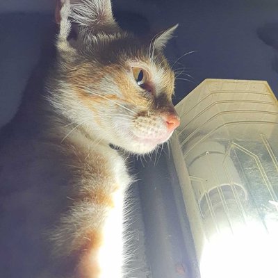 light with kitty 😺 Nairobi