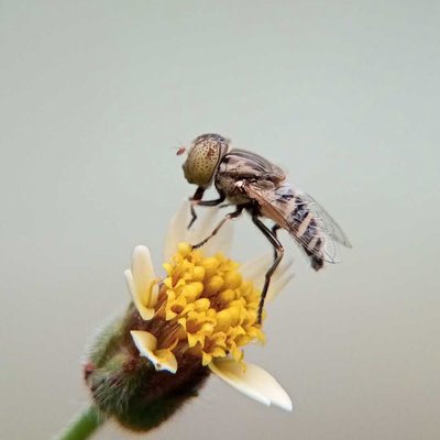 Eristalinus