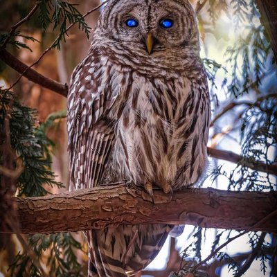 Do you Like Owls ?🦉