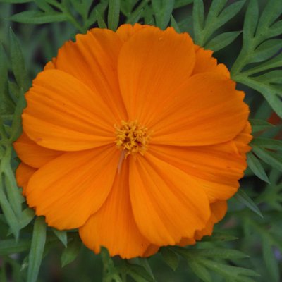 Cosmos 