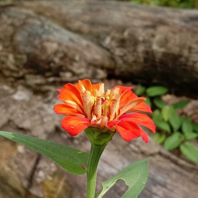 Bunga Zinnia Anggun 