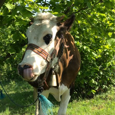 Cow 