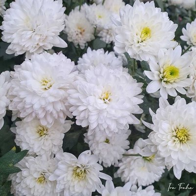 Bunga Aster