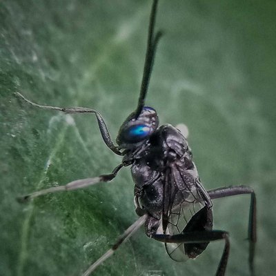 Evania Appendigaster