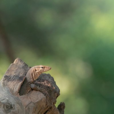 monitor lizard 