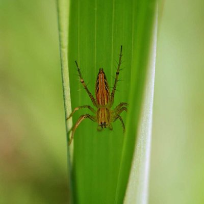 Lynx Spider