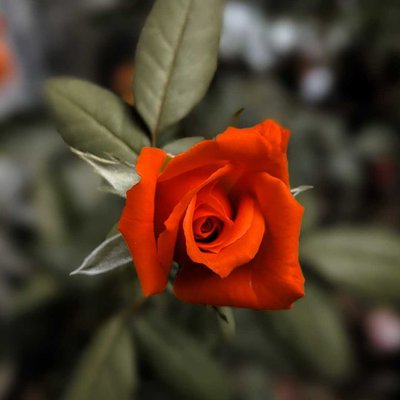 rose 🌹