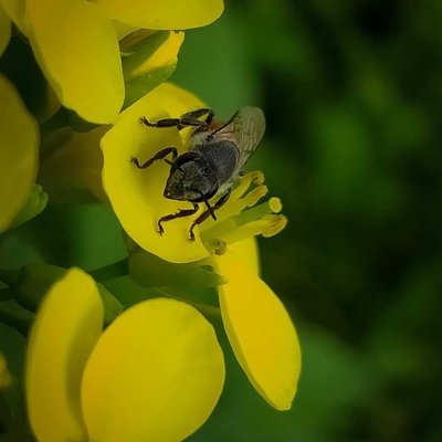"The hum of bees is the voice of the garden "